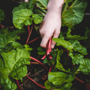 Ecological Farming